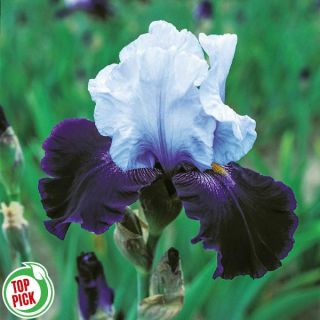 Tempting Fate Iris Thumbnail
